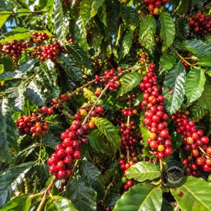 Puede incluir: Una planta de café con densas hojas verdes y racimos de cerezas de café en proceso de maduración. Las cerezas cambian de verde a amarillo y rojo intenso, colgando en pesados racimos de las ramas. El follaje es brillante y texturizado.