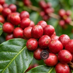 May include: A cluster of ripe, glossy red coffee cherries growing on a branch with vibrant green leaves. The round, smooth fruits are densely packed, showing small water droplets on their skins. A circular logo is visible on one cherry.