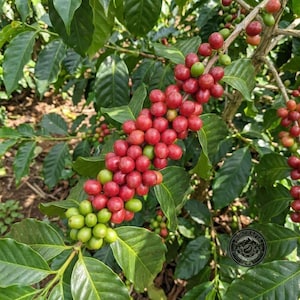 May include: A coffee plant branch laden with clusters of ripening coffee cherries, transitioning from vibrant green to deep red, nestled among lush, dark green, pointed leaves on a woody stem, showcasing the natural growth cycle of coffee beans.