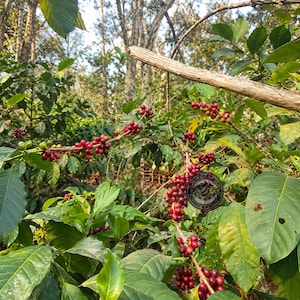 Coffee Seeds Excelsa Coffee for Planting, (Coffee sp.) CERTIFIED Coffee Bean