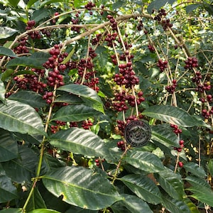 Könnte beinhalten: Eine Kaffeepflanze mit zahlreichen Trauben aus tiefroten, reifen Kaffeekirschen, die an dünnen, holzigen Zweigen hängen. Die Pflanze hat glänzende, dunkelgrüne, ovale Blätter und ein kreisförmiges Logo ist zu sehen.