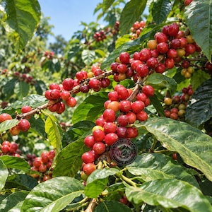 Coffee Seeds Java Preanger Coffee for Planting, (Coffee sp.) CERTIFIED Coffee Bean