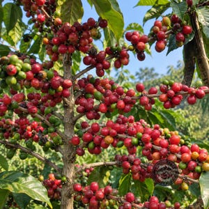 Coffee Seeds Java Ijen Coffee for Planting, (Coffee sp.) CERTIFIED Coffee Bean