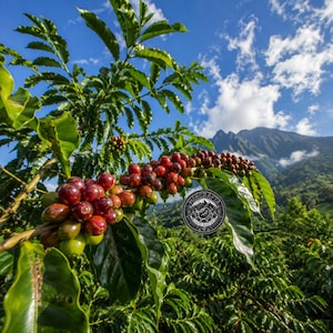 May include: A coffee plant branch with clusters of ripening red and green coffee cherries and vibrant green leaves. A circular black and white logo with the text Mincrafta Coffee Roasters is overlaid on the foliage against a mountain backdrop.