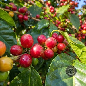 Pode incluir: Um cacho de cerejas de café vermelho brilhante crescendo em um galho com folhas verdes. Algumas cerejas são amarelas ou verdes, mostrando vários estágios de maturação. Um logotipo circular com um grão de café é visível em uma folha.