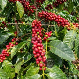 May include: A coffee plant branch laden with clusters of ripening coffee cherries in shades of bright red, deep crimson, and some green, interspersed with dark green, glossy, oval-shaped leaves on a woody stem with a circular logo stamp.