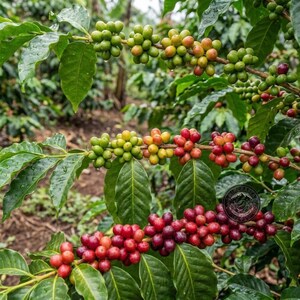 May include: Coffee plant branches featuring clusters of coffee cherries in various stages of ripening, transitioning from green to yellow, orange, and deep red, interspersed with vibrant green leaves on a coffee shrub in a plantation setting.