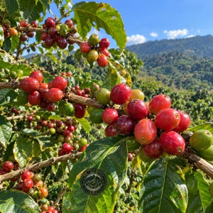 Puede incluir: Una rama de cafeto cargada con racimos de cerezas de café en proceso de maduración, que cambian de verde a rojo brillante. Las hojas verde oscuro brillantes rodean los frutos, con un paisaje montañoso visible al fondo.
