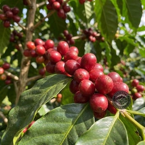 May include: A cluster of ripe, bright red coffee cherries growing on a branch with deep green, glossy leaves. The round, smooth fruits are densely packed along the stem, showcasing their vibrant color and firm texture in a natural setting.