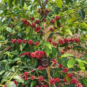 Coffee Seeds Geisha Ethiopian Coffee for Planting, (Coffee sp.) CERTIFIED Coffee Bean