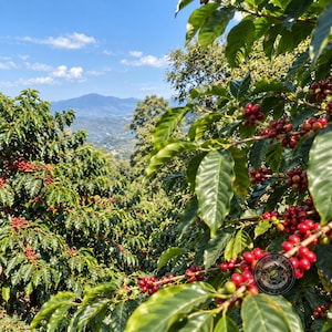 May include: A coffee plant with vibrant green leaves and clusters of ripe red coffee cherries. The branches extend across the frame, with a mountainous landscape visible in the distance under a clear blue sky. A circular logo is visible.
