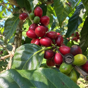 Coffee Seeds Geisha Brown Tip Coffee for Planting, (Coffee sp.) CERTIFIED Coffee Bean