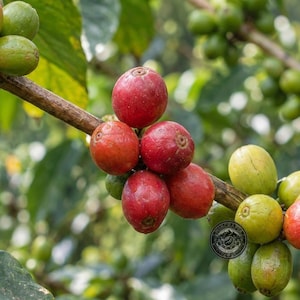 May include: A cluster of coffee cherries on a branch, showing a mix of vibrant red ripe fruit and light green unripe fruit. The smooth, round cherries are attached to a woody stem, with blurred green leaves visible in the background.