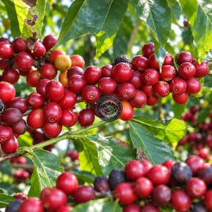 Coffee Seeds Geisha Brazilian Coffee for Planting, (Coffee sp.) CERTIFIED Coffee Bean