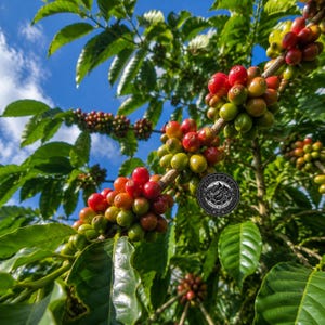 Coffee Seeds Typica Java for Planting, (Coffee sp.) CERTIFIED Coffee Bean
