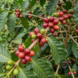Coffee Seeds Mibirizi Coffee for Planting, (Coffee sp.) CERTIFIED Coffee Bean