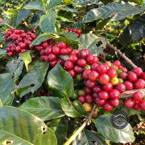 May include: A coffee plant branch laden with clusters of ripe, round, bright red coffee cherries and some green, unripe cherries. The branch is surrounded by numerous glossy, dark green leaves with visible veins and small insect-bitten holes.