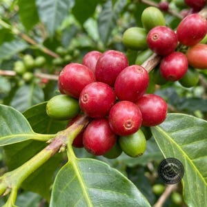 Puede incluir: Un racimo de cerezas de café en una rama con hojas verdes. Las cerezas están en varias etapas de maduración, mostrando colores rojo vibrante y verde claro. Un pequeño logotipo circular con el texto 'Highland Coffee Roasters' es visible.