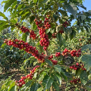 Puede incluir: Una planta de café con numerosos racimos de cerezas de café rojas y verdes que crecen en ramas delgadas entre hojas de color verde oscuro. Un logotipo negro circular con el texto blanco 'Mountain Coffee Roasters' es visible a la derecha.