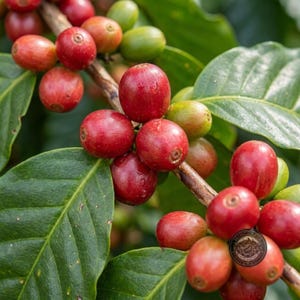 Coffee Seeds Kartika Coffee for Planting, (Coffee sp.) CERTIFIED Coffee Bean