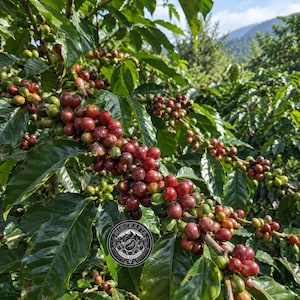 May include: A coffee plant branch laden with clusters of ripening coffee cherries in shades of deep red, bright crimson, and green, surrounded by glossy dark green leaves. A circular black logo with the text Mincrafta Coffee Roasters is visible.