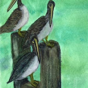 Aquarellgemälde „Drei Pelikane“: Geschwisterkunst – Drei Geschwister ruhen