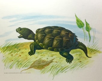 Snapping Turtle Original Print Macalaster Scientific, 11x14 in Mid Century Wall Art