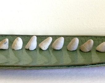 8 Lake Huron Fossils Rugose Cone Horn Coral Georgian Bay Stones