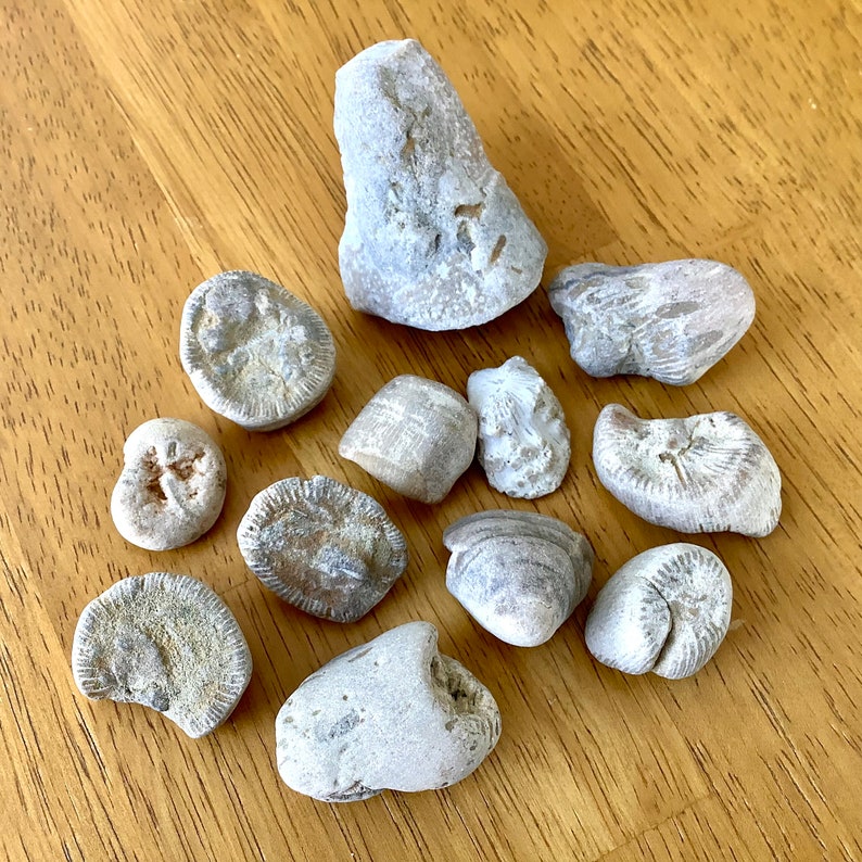 Horn Coral Fossils Lake Huron Rocks Lot A Etsy