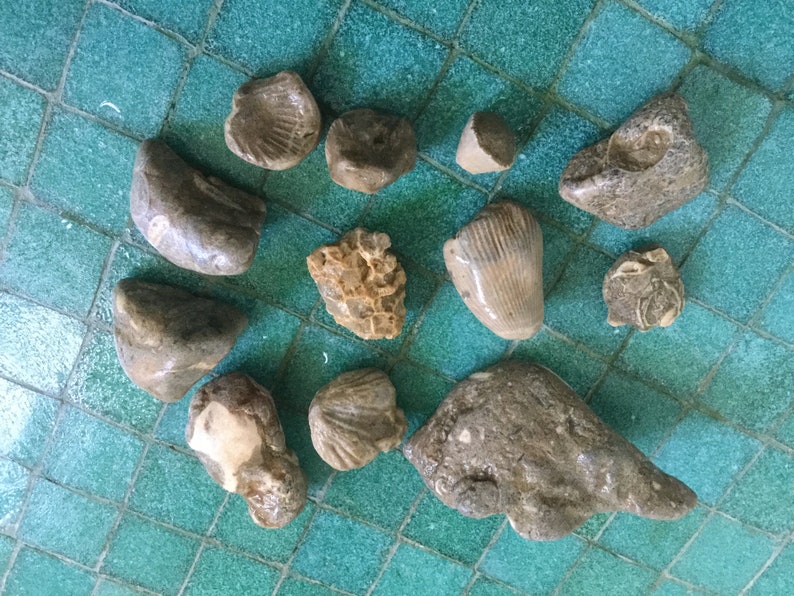 Lake Huron Fossils Mud Coral Collection Lot of Raw Weathered Etsy
