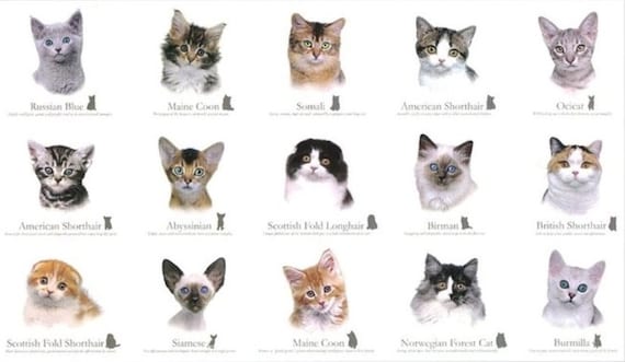 Smudgy Cat Tan Feline Cotton Quilting Fabric Panel 60cm x 110cm Benartex