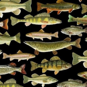May include: A collection of various fish species, including trout, bass, and pike, depicted in a realistic style against a black background. The fish are arranged in a random pattern, showcasing their unique colours and markings.