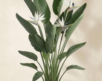 Live White Bird of Paradise Plant | Strelitzia Nicolai | Tropical Indoor Houseplant
