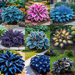 May include: A collage of nine distinct hosta plants featuring varied foliage colors including deep blue, vibrant magenta, bright yellow, and dark purple, each displaying heart-shaped leaves arranged in dense, symmetrical, rounded mounds.
