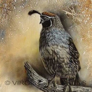 Gamble's Quail, Legal Resident, print from my original oil painting of a Gambles Quail, native to AZ, quail art, wildlife bird art