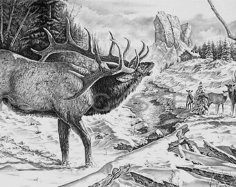 Elk Art, A Voice In The Wilderness, pencil drawing of the Majestic Rocky Mountain Elk in the wilderness