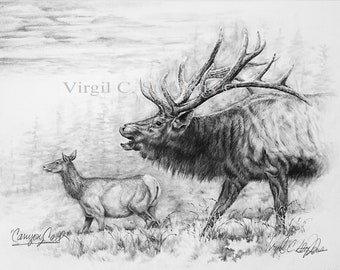 Elk, Canyon Call, pencil drawing of the Majestic Rocky Mountain Elk in the wilderness, s/n limited edition print