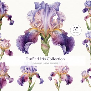 Op de afbeelding: Een digitale collectie van aquarelillustraties met diverse paarse en roze gerimpelde irissen met groene stelen. De tekst luidt Ruffled Iris Collection, 35 PNG FILES en PNG CLIPART - INSTANT DOWNLOAD. De bloemen tonen gedetailleerde bloembladstructuren.