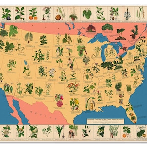 Heilpflanzen und Kräuterkunde Karte der Vereinigten Staaten von Amerika um 1932 | Arzneiapotheke Medizin Art Print Poster Vintage Wanddeko