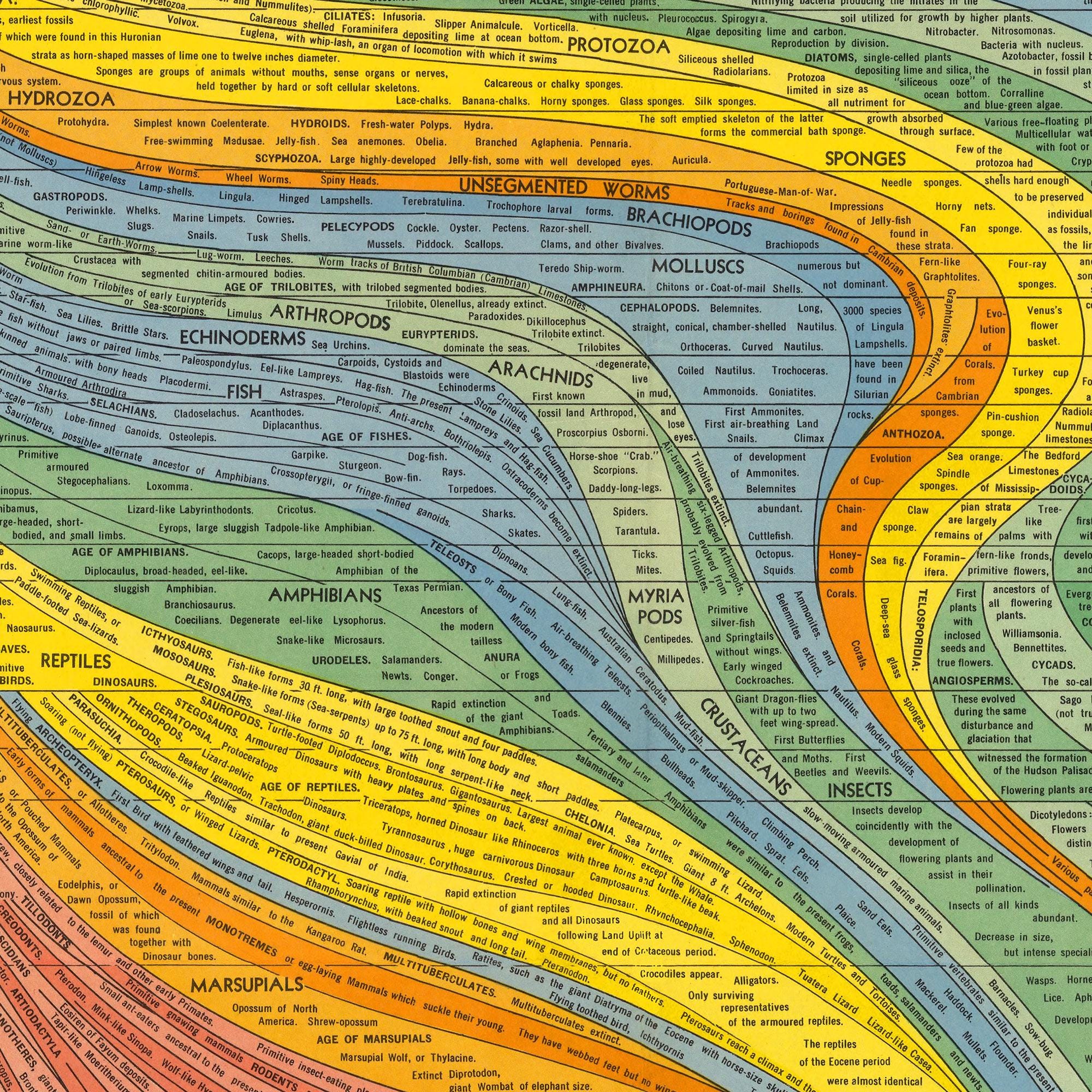 Evolution Histography The Histomap of Evolution: Emergence & Progression of Life | Vintage ...