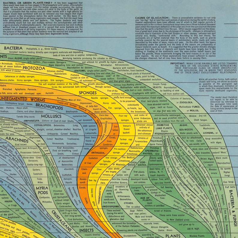 The Histomap of Evolution: Emergence & Progression of Life | Vintage ...