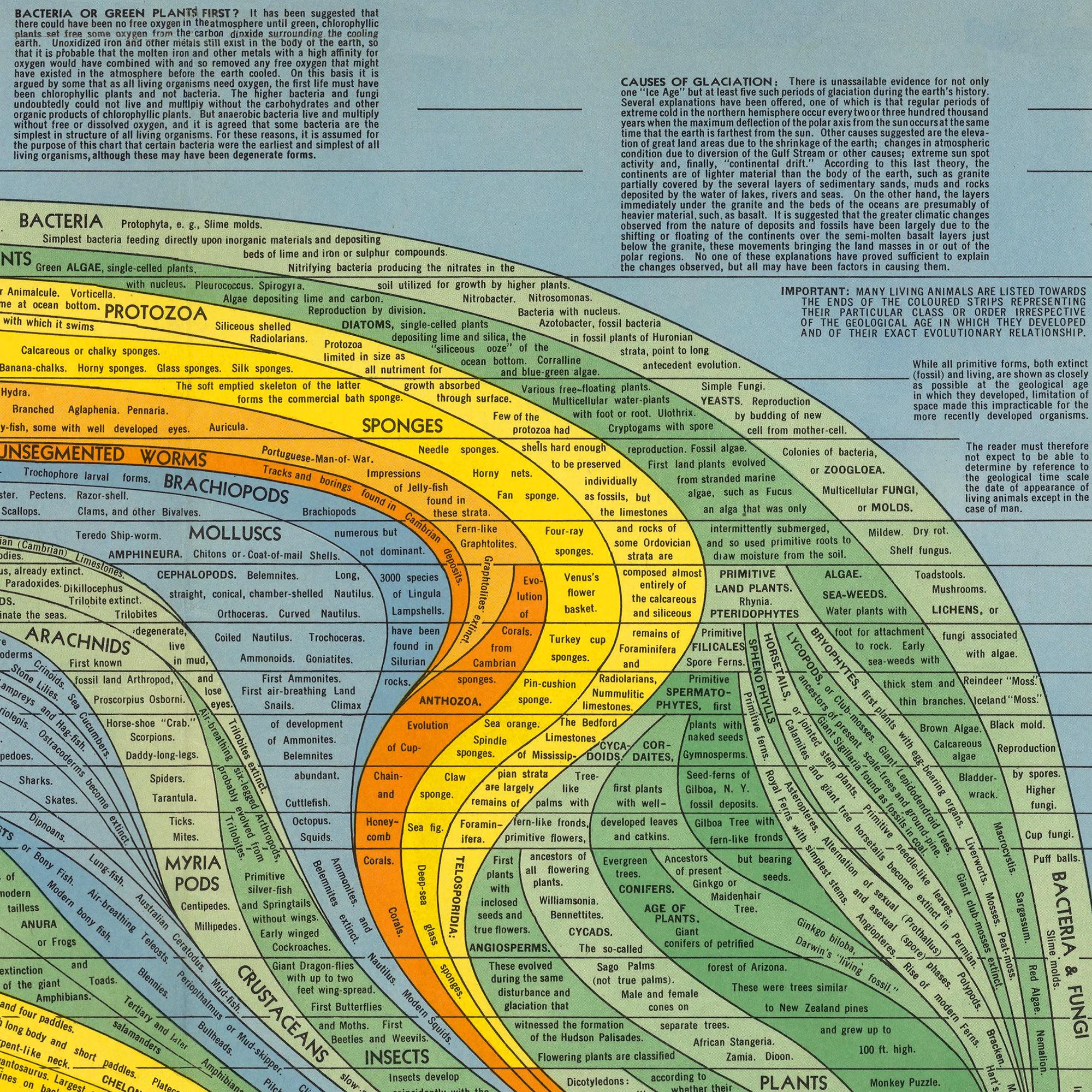 Evolution Histography The Histomap of Evolution: Emergence & Progression of Life | Vintage ...