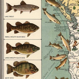 Pictorial Map Print of the USA's Big Game Fish circa 1936 Fishing Art Poster image 7
