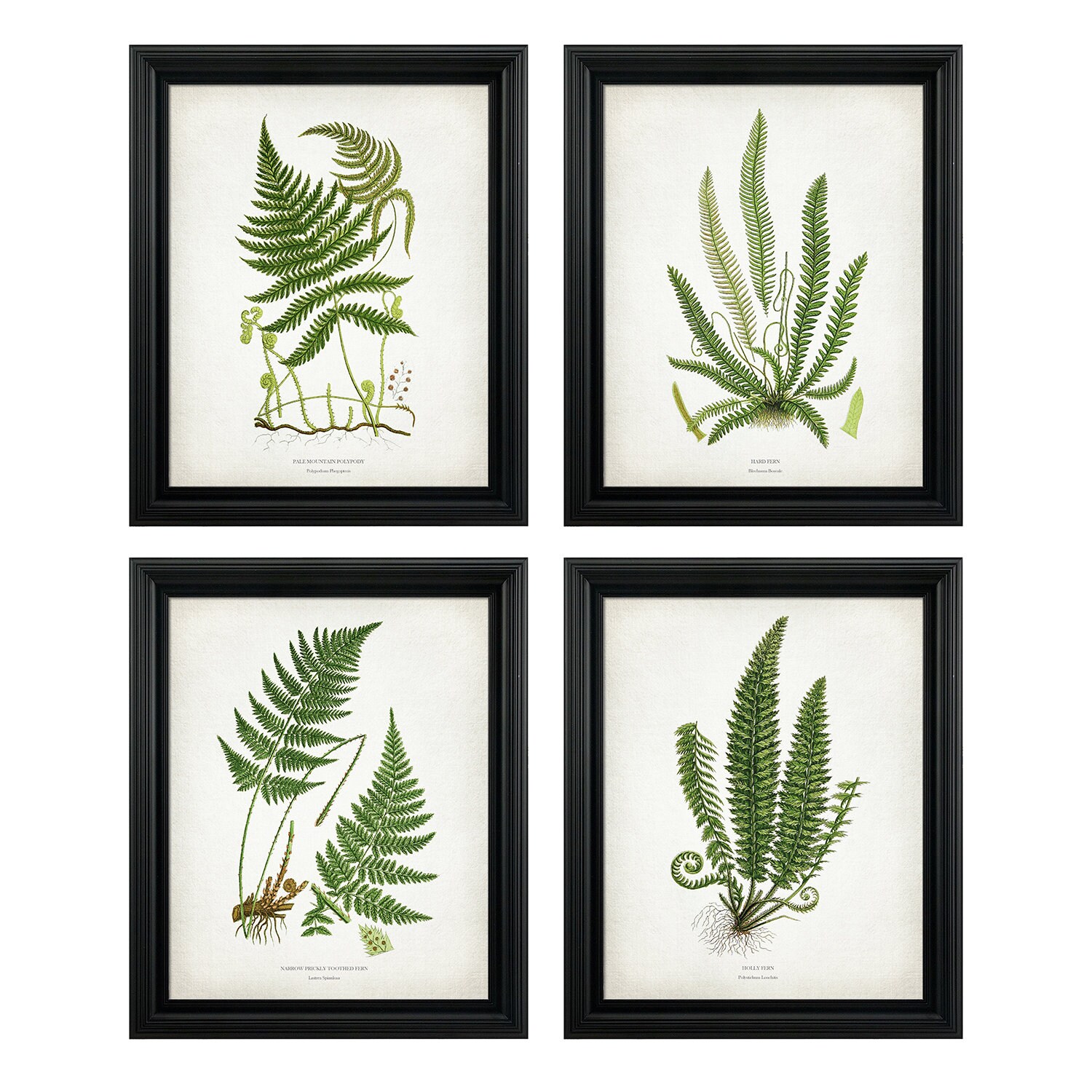 beige neutral botanical poster print trio Set of three printable fern ...