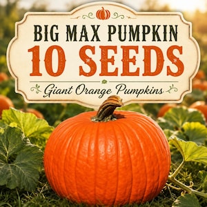 Big Max Pumpafrön | Jätteapelsin Höstskörd (10 frön)