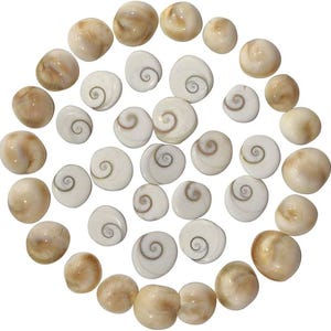101 Energized Gomti Chakra Shells, Natural Spiral Shiva Eye, Vastu Wealth Protection (Set)