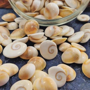 Energized Natural Gomti Chakra Shells, Vastu Wealth Protection (101 Pcs)