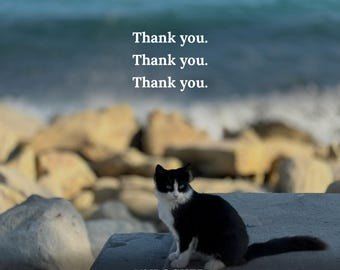 May include: A black and white cat sits on a stone ledge. The text reads: ANDREA UNLOCKED, Thank you. Thank you. Thank you., UNLOCKED, A Daily Gratitude & Life Journal, 12 UNDATED WEEKS - DAILY + WEEKLY PAGES. The background shows a blurred ocean and rocks.