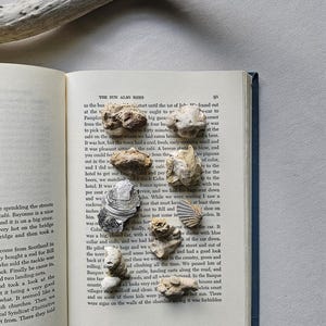 Virginia Fossil Lot Fossil Collection Oyster Fossil Clam Fossil Mixed Fossil Lot Bivalves Sea Fossils Scallop