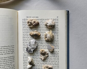 Virginia Fossil Lot Fossil Collection Oyster Fossil Clam Fossil Mixed Fossil Lot Bivalves Sea Fossils Scallop